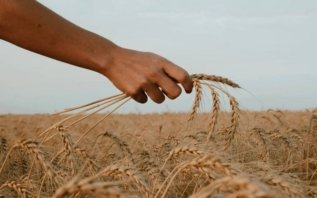 Hand holding stalks of wheat over a wheat field