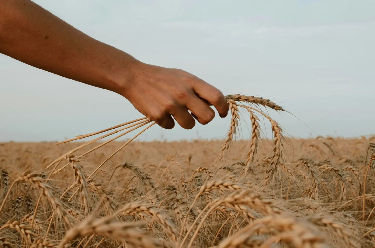 Hand holding stalks of wheat over a wheat field